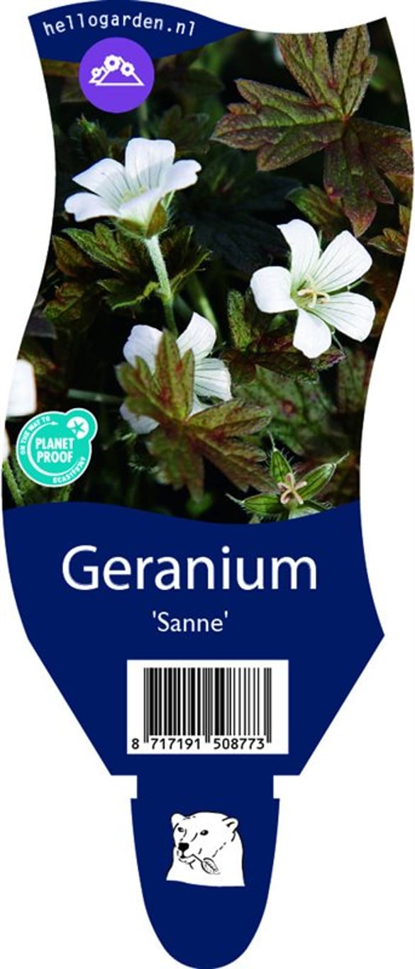 Geranium 'Sanne' - P11
